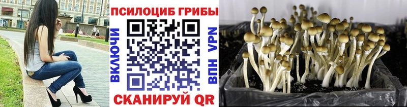 Галлюциногенные грибы Psilocybine cubensis Купить закладки Корсаков